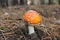 Beautiful bright mushroom fly agaric, which should not be eaten