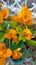 the beautiful and bright orange-colored bugenvil flower plant that grows in the garden