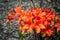 Beautiful bright orange rhododendron flowers