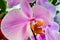 Beautiful bright orchid flower close-up. Home plants
