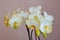 Beautiful bright orchid flower - gorgeous house plant