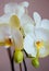 Beautiful bright orchid flower - gorgeous house plant blossom