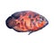 Beautiful bright oscar fish on background
