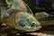 Beautiful bright Oscar Fish close-up underwater