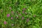 Beautiful bright pale pink wild carnations among meadow spring-summer grass. Glade with bright small flowers, natural floral