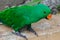 Beautiful bright parrot with green plumage and powerful beak