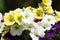 Beautiful bright petunias in garden. Spring flowers