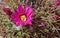 Beautiful bright Pink cactus mammillaria blossom flower