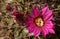 Beautiful bright Pink cactus mammillaria blossom flower