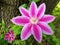 Beautiful bright pink color of Clematis Florida flower