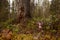 Beautiful bright pink Fairy slipper blooming in taiga forest