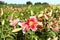 Beautiful bright pink lilies growing at field