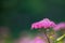 Beautiful bright pink meadowsweet flower