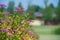 Beautiful bright pink meadowsweet flower bushes