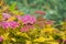 Beautiful bright pink meadowsweet flowers with bright yellow leaves closeup