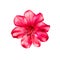 Beautiful bright pink red Flower. Isolated on