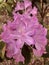 Beautiful bright pink Rhododendron flowers