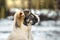 Beautiful and bright portrait alabai, dog puppy in snowy weather