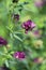 Beautiful bright purple alfalfa flower on a blurred background