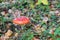 Beautiful bright red amanita