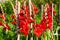 Beautiful bright red blooming hippeastrum flowers