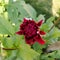 Beautiful, bright red coloured half bloomed dahlia flower on a dahlia plant in my garden.