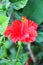 Beautiful bright red flower with long stamens and yellow pollen