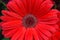 Beautiful Bright Red Gerbera Daisy daisies in full bloom