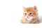 A beautiful bright red kitten on a white background looks to the side. Young cute little red kitty. Long haired ginger kitten play