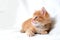 A beautiful bright red kitten on a white background looks to the side. Young cute little red kitty. Long haired ginger kitten play