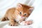 Beautiful bright red kitten on a white background plays. Young cute little red kitty. Long haired ginger kitten play at home. Cute