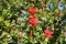 Beautiful bright red Mandevilla (rocktrumpet) - climbing plant