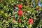 Beautiful bright red Mandevilla (rocktrumpet) - climbing plant