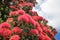 Beautiful Bright Red New Zealand Pohutukawa Flowers