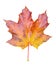 Beautiful bright red, onange and yellow maple tree leaf isolated on white background. Golden maple tree leaf close up.