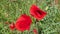 Beautiful bright red poppies