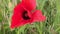 Beautiful bright red poppies