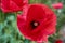 Beautiful bright red poppy grows in the garden