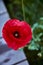 Beautiful bright red poppy grows in the garden