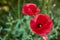 Beautiful bright red poppy grows in the garden