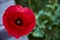 Beautiful bright red poppy grows in the garden