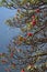 Beautiful bright red rhododendron flowers in blooming.