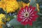 Beautiful Bright Red and White Striped Gerber Daisy Blazing in the Summer Sun