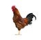 Beautiful bright rooster isolated