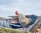 Beautiful bright rooster standing on old wooden boards and screaming