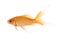 Beautiful bright small goldfish isolated