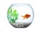 Beautiful bright small goldfish in round glass aquarium isolated