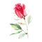 Beautiful bright sophisticated wonderful lovely spring summer floral herbal botanical bright red rustic roses with green leaves pa