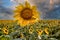 Beautiful bright sunflower against a stormy sky.