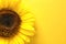 Beautiful bright sunflower on color background,